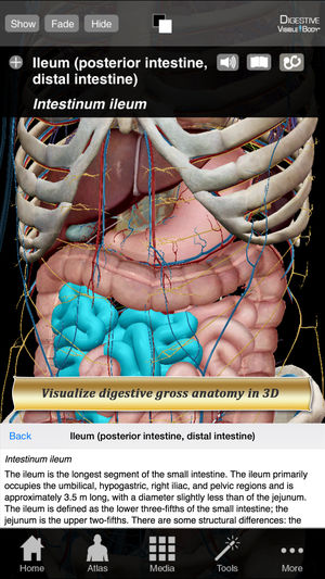 Digestive Anatomy Atlas: Essential Reference for Students and Healthcare Professionals