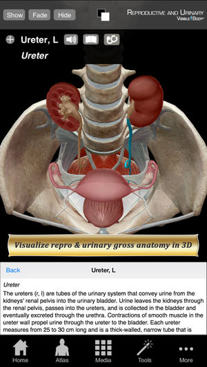 Reproductive and Urinary Anatomy Atlas: Essential Reference for Students and Healthcare Professionals