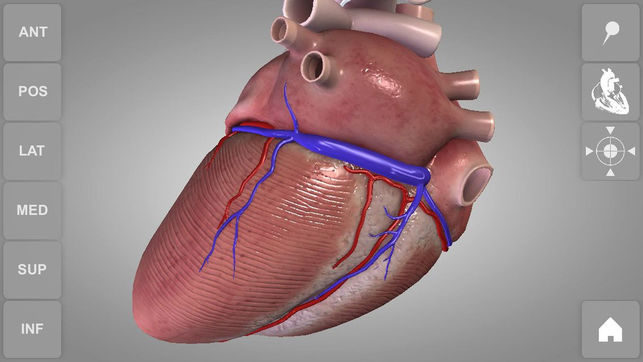 Heart - 3D Atlas of Anatomy